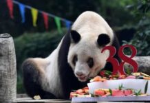 Morreu Xin Xing, a panda gigante mais velha do mundo