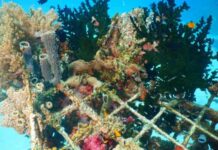 Regra flexibiliza criação de recife artificial