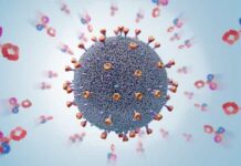 SARS-CoV-2 desencadeia anticorpos de infecções anteriores por coronavírus