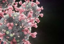 Coronavírus usa colesterol para invadir e criar megacélulas. Cuide-se