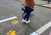 Para evitar atropelamentos, Chile cria faixas exclusivas para cães e gatos atravessarem a rua