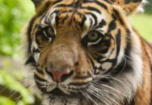 Dois tigres estão infectados com Covid-19 em zoo dos Estados Unidos