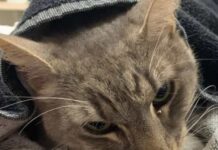 Gato protege crianças de cobra e acaba morrendo