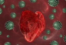 Coronavírus ataca, infecta e mata células musculares do coração