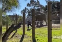 Elefante persegue pai que entrou em jaula com menina de dois anos