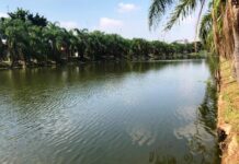 Saae já removeu 70% das algas que cobriam a bacia de contenção no Jardim Abaeté