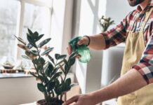 Pandemia e isolamento aumentam procura por cultivo de plantas em casa