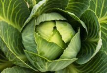 Aprenda a congelar couve corretamente sem perder os nutrientes