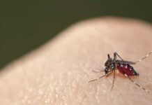 Casos de chikungunya crescem no estado de SP no início deste ano