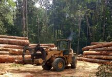 Juíza manda devolver cargas de madeira que PF confiscou em operação no Amazonas