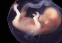 Estudo mostra efeitos da covid-19 na placenta e reflexos nos fetos
