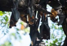 Maioria das doenças infecciosas tem origem em animais selvagens