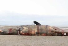 Pescadores encontram fortuna de 1,2 milhões em carcaça de cachalote