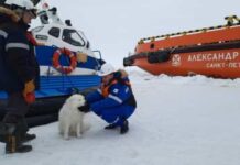 Marinheiros russos resgatam cão perdido no gelo do Ártico