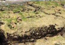 Novas manchas de óleo surgem no litoral da Bahia