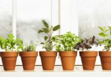 Noves dicas para ter uma horta em casa; aproveite