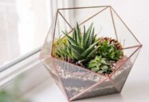 Aprenda a fazer um inseticida natural para usar nas plantas