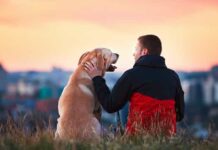 Como o cão virou o melhor amigo do homem. Você faz ideia?