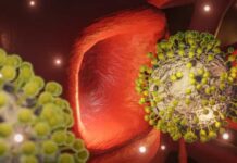 Proteína do coronavírus modifica células dos vasos sanguíneos, diz estudo
