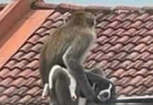 Cão é raptado por macaco e mantido refém por 3 dias na Malásia; veja
