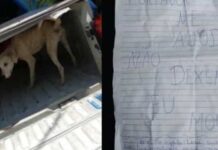 Guardas salvam cadela abandonada com um bilhete "não me deixe morrer"