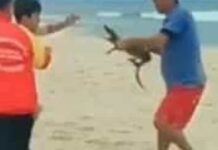 Homem ameaça banhista com um jacaré em praia no Rio