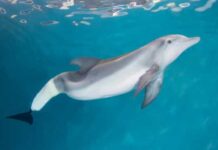 Morre Winter, o golfinho fêmea protagonista do filme ‘Dolphin Tale’