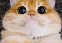 Conheça o Pisco, o Gato de Botas de ‘Shrek’ da vida real