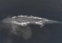 Registrados casos ‘inéditos’ de orcas caçando baleias azuis na Austrália
