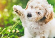 As melhores raças de cachorros para quem tem alergias!