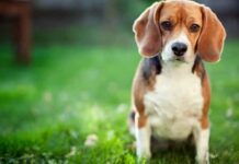 Espanha tenta impedir sacrifício de 38 beagles usados em experiências