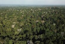 Piloto que sobreviveu 36 dias na selva é denunciado por transporte ilegal