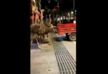 Cerca de 80 avestruzes invadem cidade chinesa