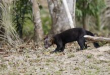 Visitantes quebram vidro de jaula em zoológico para salvar irara