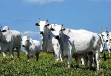 Governo abre crédito suplementar de R$ 925 mi para municípios e agropecuária sustentável