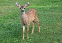 EUA. Descoberta da Ômicron em animais gera preocupação sobre variantes