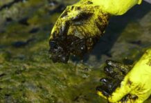 Litoral cearense tem 64 praias com manchas de óleo