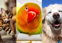 O melhor pet para você de acordo com seu signo!