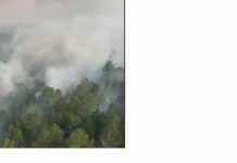Incêndios na Argentina destroem natureza e ameaçam animais