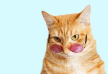 Qual gato mais combina com seu signo?