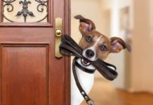 Justiça manda tutora se desfazer de 3 cães porque incomodam a vizinha