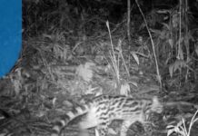 Onça-parda tida como extinta em área de reserva é registrada por câmera