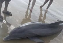 Golfinho encalhado morre após banhistas tentarem subir para cima dele