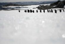Microplásticos descobertos pela primeira vez na neve da Antártida