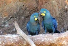Depois de mais de 20 anos, ararinha-azul volta aos céus da caatinga
