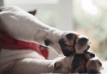 Mulher sofre enfarte e morre ao ver filho sendo perseguido por um cão