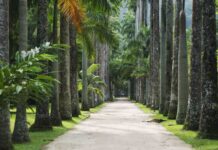 Jardim Botânico completa 214 anos tentando recuperar público