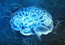 Por que o cérebro humano tem diminuído?