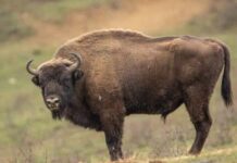 Mulher é atacada por bisonte em parque após se aproximar do animal