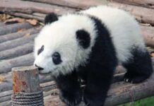 Ancestral do panda já tinha o falso polegar para segurar talos de bambu